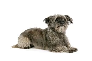 DOG - Pugairn - Pug cross Cairn Terrier