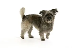 DOG - Pugairn - Pug cross Cairn Terrier