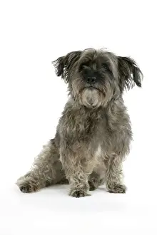 DOG - Pugairn - Pug cross Cairn Terrier