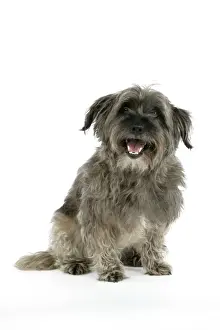 DOG - Pugairn - Pug cross Cairn Terrier