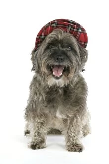Images Dated 9th July 2007: DOG - Pugairn - Pug cross Cairn Terrier wearing a tartan hat