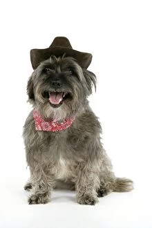 DOG - Pugairn - Pug cross Cairn Terrier wearing a cowboy hat and scarf