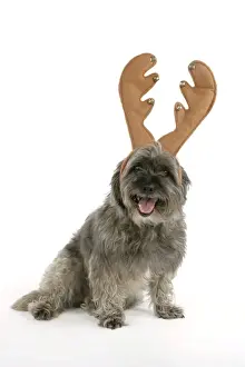 Hybrids Prints: DOG - Pugairn - Pug cross Cairn Terrier wearing antlers