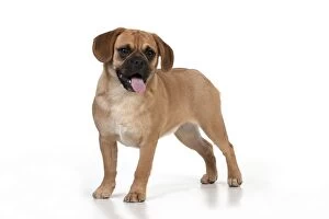 6 Gallery: DOG - Puggle with tongue hanging out