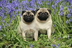 Pugs Collection: DOG. Pugs sitting together in bluebells