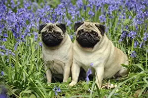 DOG. Pugs sitting together in bluebells