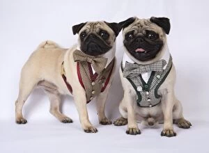 Images Dated 18th April 2017: DOG. Pugs wearing smart waistcoat harnes