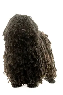Dog - Puli