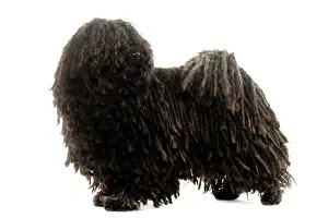Scruffy Prints: Dog - Puli