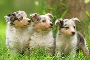 Sheepdog Prints: Dog - three puppies