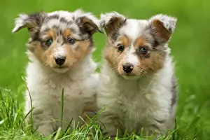 Sheepdog Prints: Dog - two puppies