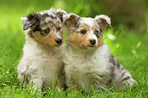 Dog - two puppies