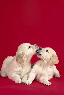 Licking Prints: Dog - Two puppies kising Digital Manipulation: Mistletoe removed