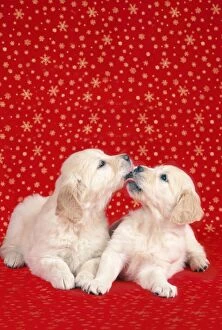 Images Dated 7th January 2008: Dog - Two puppies kissing