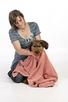 Briards Gallery: Dog - Puppy (Briard) being dried with large towel