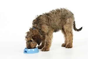 Briards Gallery: Dog - Puppy (Briard) eating from bowl