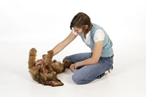 Briards Gallery: Dog - Puppy (Briard) having its chest stroked
