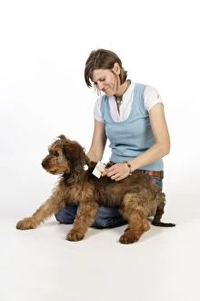 Briards Gallery: Dog - Puppy (Briard) having coat brushed