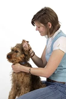 Briards Gallery: Dog - Puppy (Briard) having its ears examined