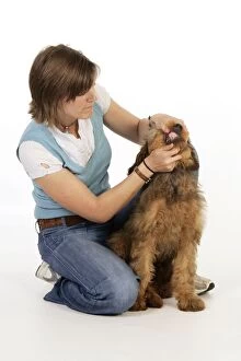 Dog - Puppy (Briard) having its mouth opened and