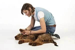 Briards Gallery: Dog - Puppy (Briard) having its paws examined