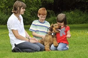 Dog - Puppy (Briard) interacting with family