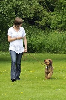 Berger Gallery: Dog - Puppy (Briard) on a lead