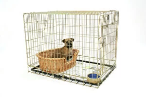 Cage Collection: Dog. Puppy in its crate