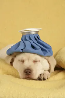 Get Well Prints: Dog - Puppy with ice bag on head