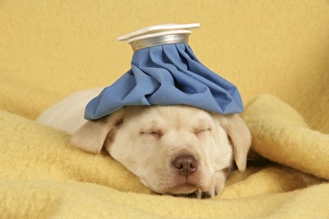 Labrador -young puppies sleeping