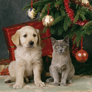 CAT - grey kitten amongst presents