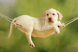Dog - puppy laying in hammock