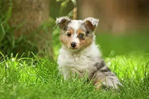 Dog - puppy with odd eyes