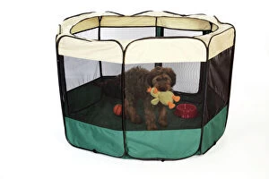 Cage Collection: DOG. puppy in play pen, ( Briard )