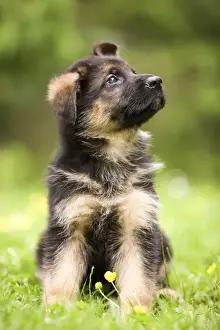 Dog - puppy sitting in garden