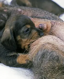 Dog - puppy suckling