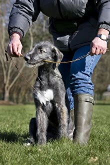 Images Dated 7th March 2010: Dog - pure bred young Irish Wolfhound (+/- 5 months)