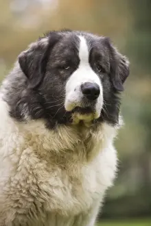 Mastiffs Prints: Dog - Pyrenean Mastiff. Also known as Mastin del Pirineo