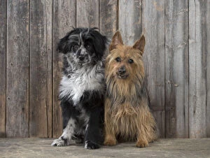 Shepherds Gallery: DOG. Pyrenean sheepdog and Australian Terrier