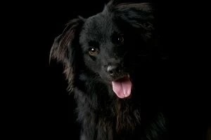 Images Dated 12th November 2013: DOG - Pyrenean Sheepdog - on black background