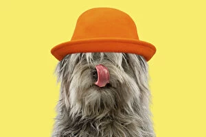 Shepherds Gallery: Dog - Pyrenean Shepherd - licking nose wearing an orange hat