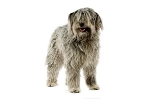 Images Dated 9th April 2006: Dog - Pyrenean Shepherd standing