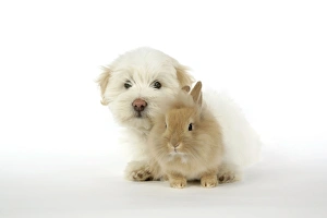 Images Dated 22nd May 2007: DOG & RABBIT. Coton de Tulear puppy ( 8 wks old ) with a lion head rabbit ( 6 wks old )