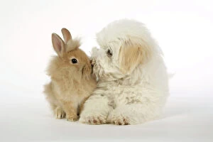 DOG & RABBIT. Coton de Tulear puppy ( 8 wks old ) kissing a lion head rabbit ( 6 wks old )