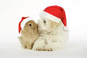 Rabbit Prints: DOG & RABBIT. Coton de Tulear puppy ( 8 wks old ) kissing a lion head rabbit ( 6 wks old ) with Christmas hats