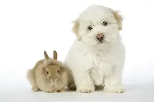 Lion Head Prints: DOG & RABBIT. Coton de Tulear puppy ( 8 wks old ) with a lion head rabbit ( 6 wks old )
