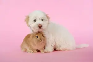 DOG & RABBIT. Coton de Tulear puppy ( 8 wks old ) with a lion head rabbit ( 6 wks old )