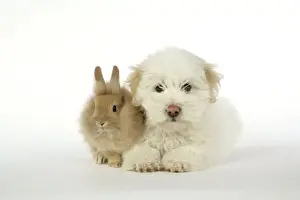 Girl's Bedroom Prints: DOG & RABBIT. Coton de Tulear puppy ( 8 wks old ) with lion head rabiit ( 6 wks old )