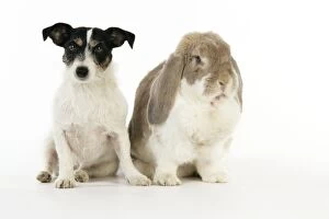 Images Dated 6th April 2009: Dog and Rabbit. French lop rabbit with Jack Russell