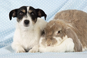 Images Dated 6th April 2009: Dog and Rabbit. Giant French lop rabbit with Jack Russell